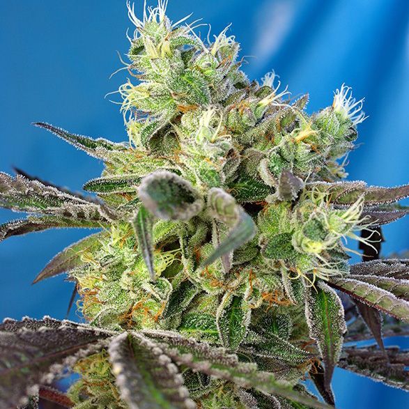 Dope Breeders - SWEET SEEDS Do-Sweet-Dos Image