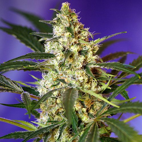 Dope Breeders - SWEET SEEDS Fast Bud Auto Image