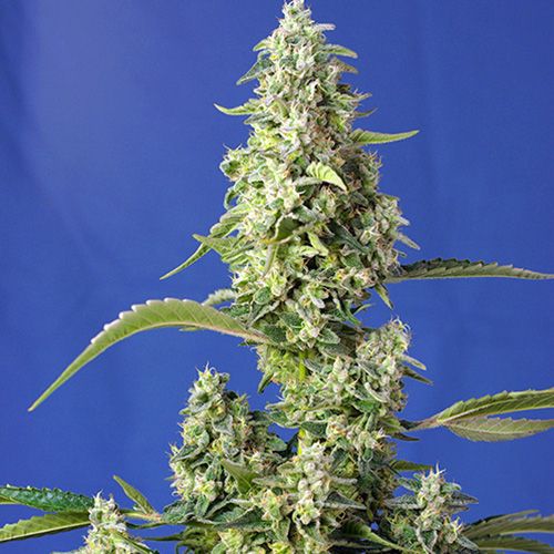 Dope Breeders - SWEET SEEDS Gorilla Girl XL Auto Image