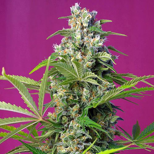 Dope Breeders - SWEET SEEDS Gorilla Girl Image