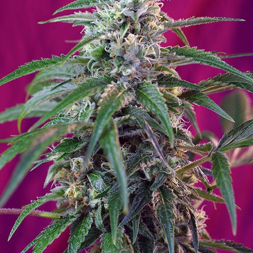 Dope Breeders - SWEET SEEDS Green Poison Auto Image