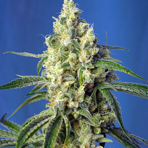 Dope Breeders - SWEET SEEDS Green Poison CBD Image