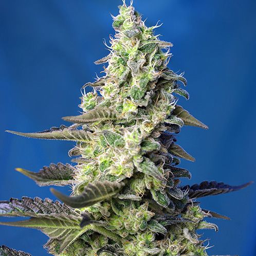 Dope Breeders - SWEET SEEDS Green Poison XL Auto Image