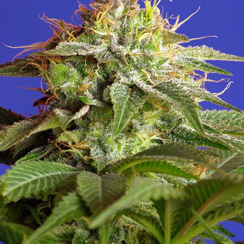 Dope Breeders - SWEET SEEDS Green Posion Fast Version Image