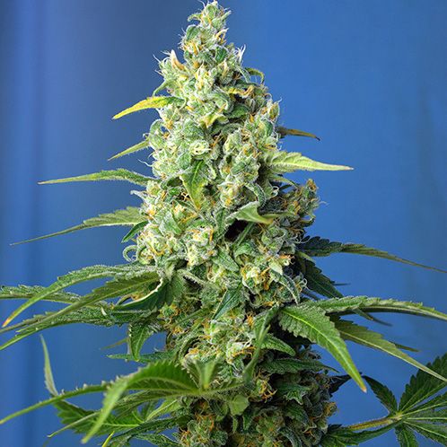 Dope Breeders - SWEET SEEDS Honey Peach Auto CBD Image