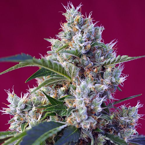 Dope Breeders - SWEET SEEDS Indigo Berry Kush Image