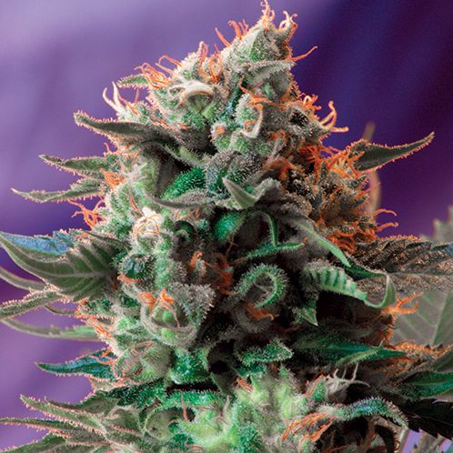 Dope Breeders - SWEET SEEDS Jack 47 Fast Version Image