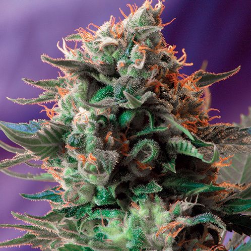 Dope Breeders - SWEET SEEDS Jack 47 Image