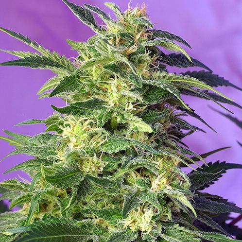 Dope Breeders - SWEET SEEDS Killer Kush Auto Image