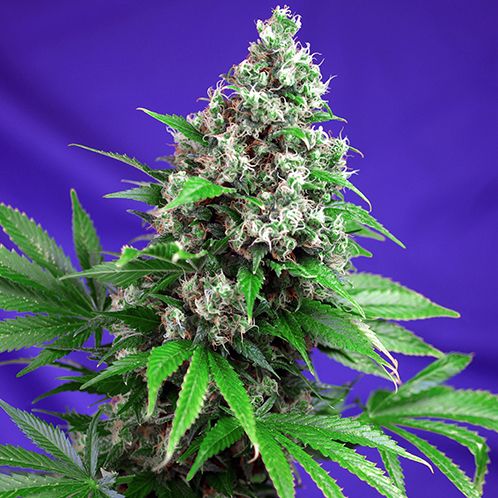 Dope Breeders - SWEET SEEDS Killer Kush F1 Fast Version Image