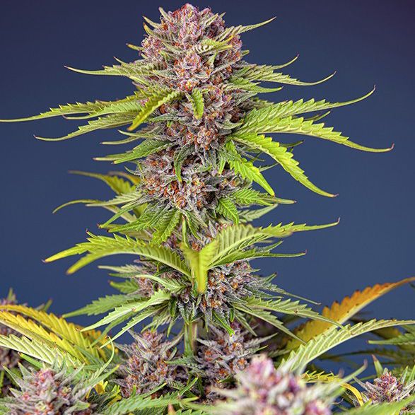 Dope Breeders - SWEET SEEDS Mimosa Bruce Banner XL Auto Image