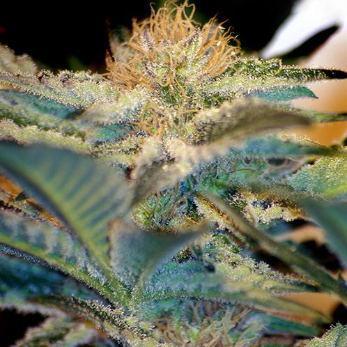 Dope Breeders - SWEET SEEDS Moham Ram Image