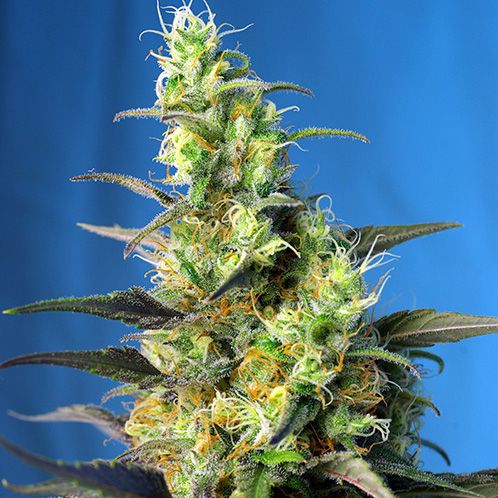 Dope Breeders - SWEET SEEDS NYC Diesel CBD Image