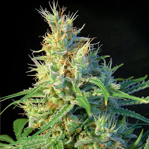 Dope Breeders - SWEET SEEDS Psicodelicia Image