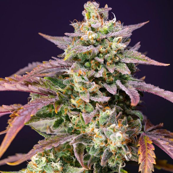 Dope Breeders - SWEET SEEDS Purple Punch OG XL Auto Image