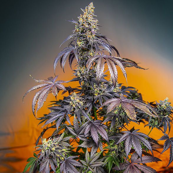 Dope Breeders - SWEET SEEDS Red Gorilla Girl XL Auto Image