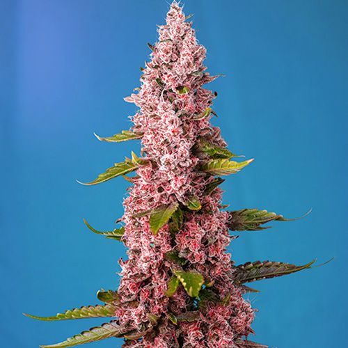 Dope Breeders - SWEET SEEDS Red Hot Cookies Image