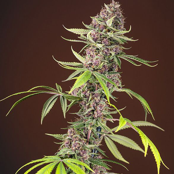 Dope Breeders - SWEET SEEDS Red Mandarine Fast Version Image