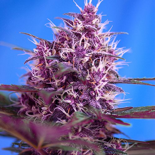 Dope Breeders - SWEET SEEDS Red Poison Auto Image