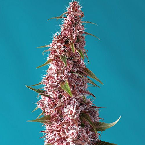 Dope Breeders - SWEET SEEDS Red Pure Auto CBD Image