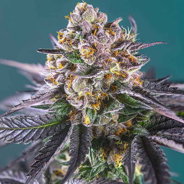 Dope Breeders - SWEET SEEDS Red Strawberry Banana Auto Image