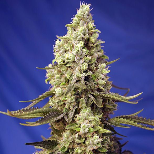 Dope Breeders - SWEET SEEDS Runtz XL Auto Image