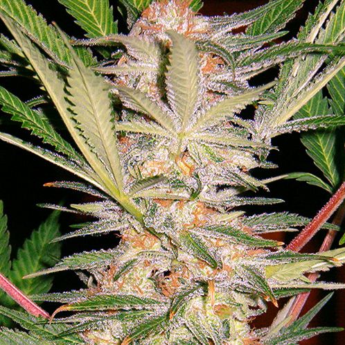 Dope Breeders - SWEET SEEDS S.A.D Sweet Afgani Delicious S1 Image