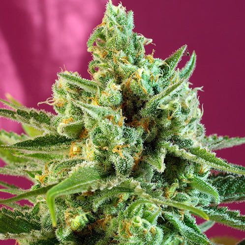 Dope Breeders - SWEET SEEDS S.A.D. CBD Image