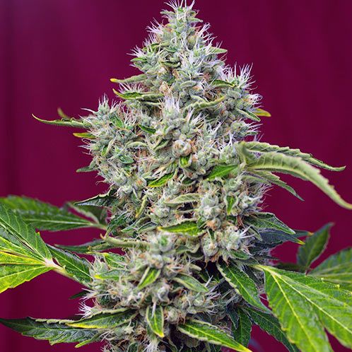 Dope Breeders - SWEET SEEDS San Fernando Lemon Kush Image