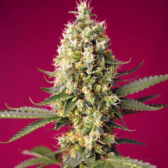 Dope Breeders - SWEET SEEDS Skywalker OG Runtz XL Auto Image