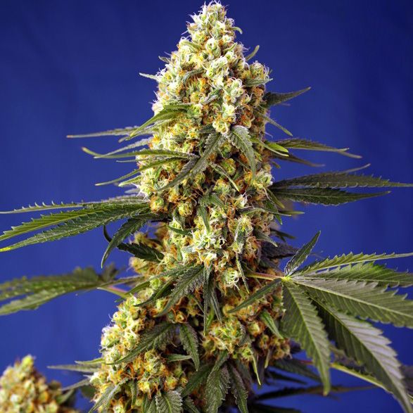 Dope Breeders - SWEET SEEDS Strawberry Banana Gelato XL Auto Image