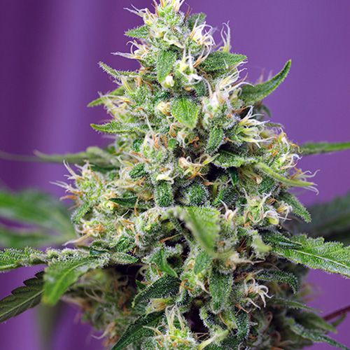 Dope Breeders - SWEET SEEDS Sweet Amnesia Haze XL Auto Image