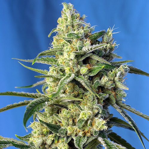 Dope Breeders - SWEET SEEDS Sweet Amnesia Haze Image