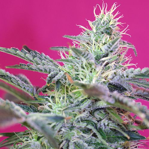 Dope Breeders - SWEET SEEDS Sweet Cheese Auto Image