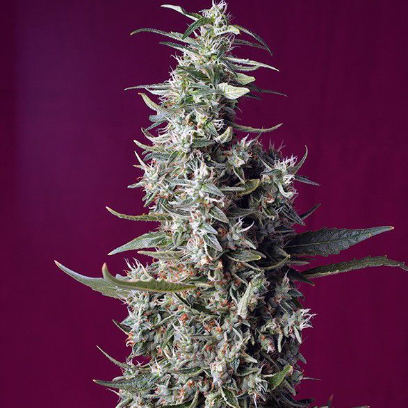 Dope Breeders - SWEET SEEDS Sweet Cherry Pie Image