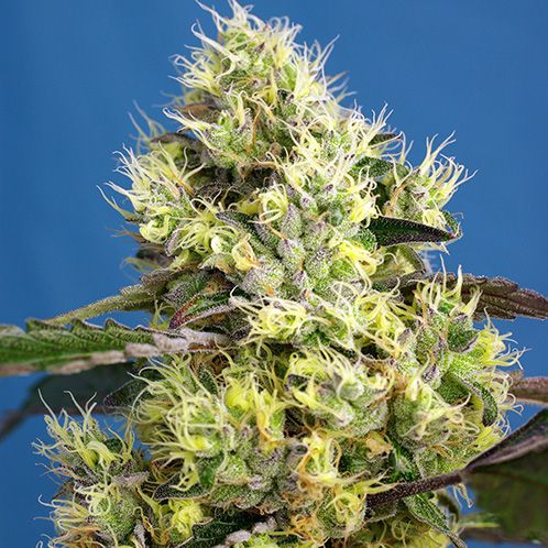 Dope Breeders - SWEET SEEDS Sweet Gelato Auto Image