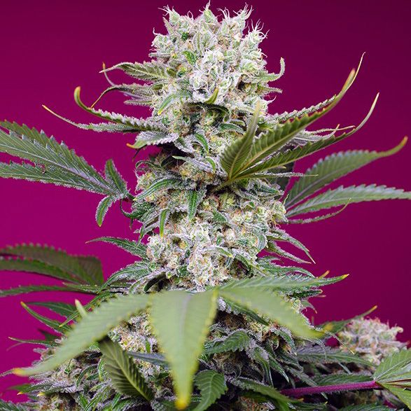 Dope Breeders - SWEET SEEDS Sweet Mandarine Zkittlez XL Auto Image