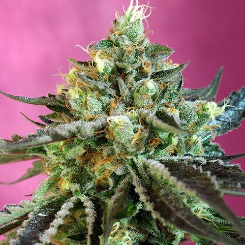 Dope Breeders - SWEET SEEDS Sweet Nurse Auto CBD Image