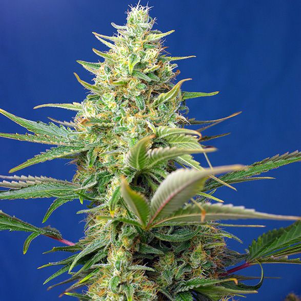 Dope Breeders - SWEET SEEDS Sweet Pure Auto CBD Image