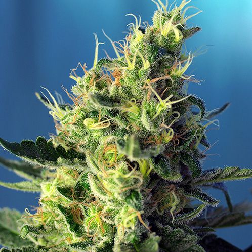 Dope Breeders - SWEET SEEDS Sweet Pure CBD Image