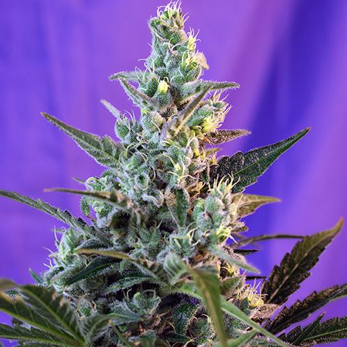 Dope Breeders - SWEET SEEDS Sweet Skunk Auto Image