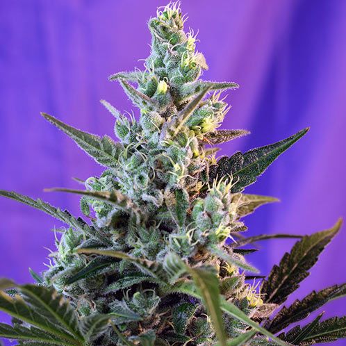 Dope Breeders - SWEET SEEDS Sweet Skunk Fast V Image