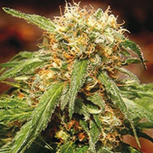 Dope Breeders - SWEET SEEDS Sweet Tai Image