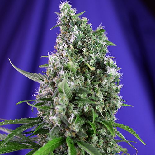 Dope Breeders - SWEET SEEDS Sweet Trainwreck Auto Image