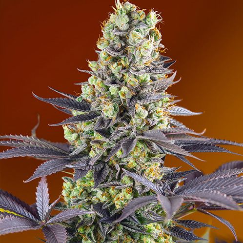 Dope Breeders - SWEET SEEDS Sweet Zenzation XL Auto Image