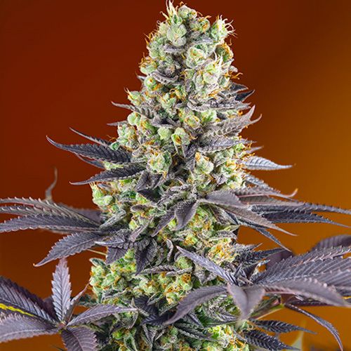 Dope Breeders - SWEET SEEDS Sweet Zkittlez aka Sweet Zenzation Image