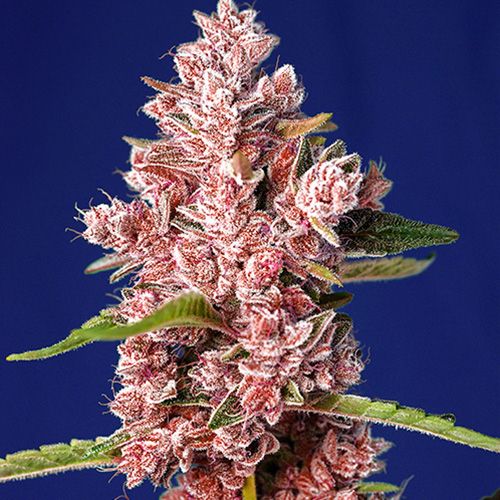 Dope Breeders - SWEET SEEDS Tropicanna Poison F1 Fast V Image