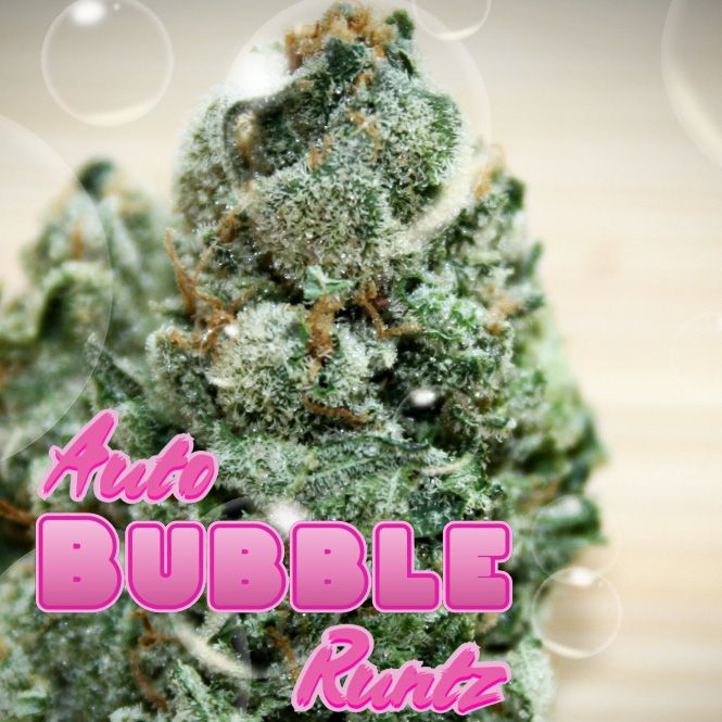 Dope Breeders - TASTEBUDZ Bubble Runtz Auto Image