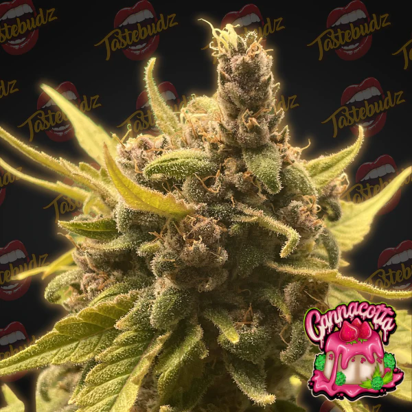 Dope Breeders - TASTEBUDZ Cannacotta Image