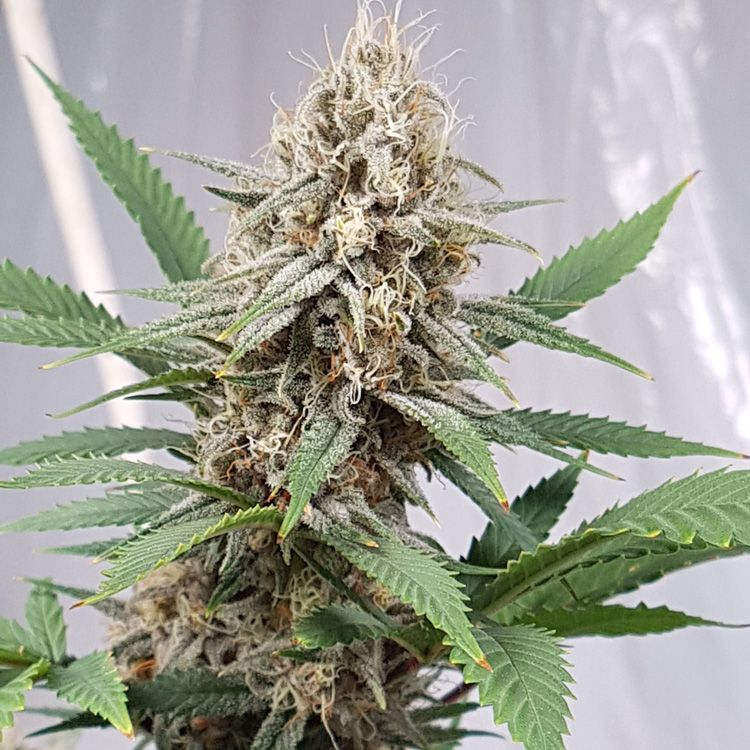 Dope Breeders - TASTEBUDZ Critical Banana Smoothie Auto Image